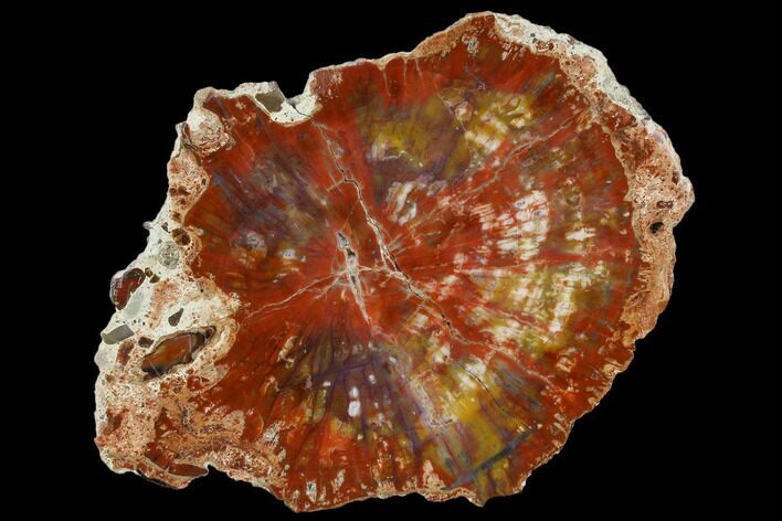 Polished Petrified Wood (Araucaria) Round - Arizona #114509